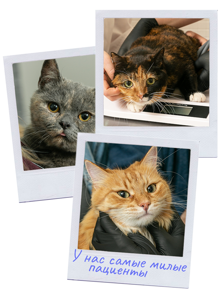 Ветклиника для котов и кошек. Обследование и лечение