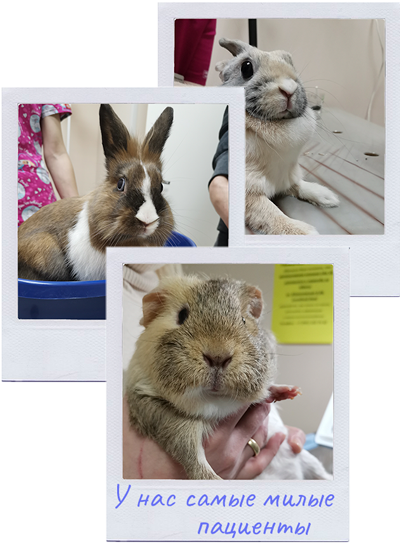 Обследование и лечение домашних животных